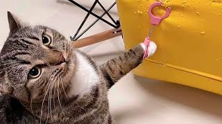 Funny Dogs And Cats Videos 2024 😹🐶 It&#39;s Hard Not to Laugh!🤣