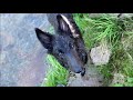 Valkýra Belgian sheepdog trick