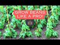 How to Grow Beans – The Easiest &amp; Most Productive Veggie!