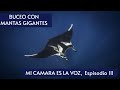 BUCEO con MANTARRAYAS  GIGANTES , Mi Camara es la Voz, episodio .