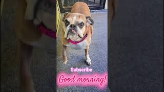 Sassy Pyper #fitmomsinspire #boxerdog #sassydog #Sassy #goodmorning