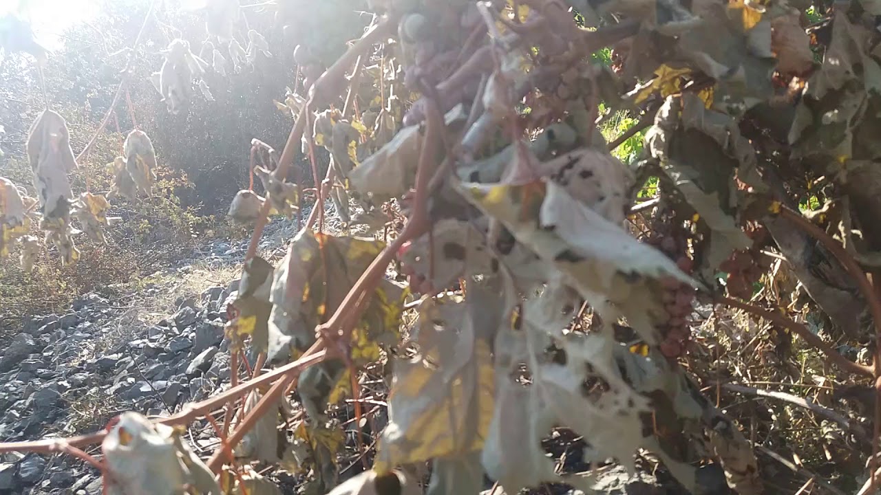 Arduva köy yangını