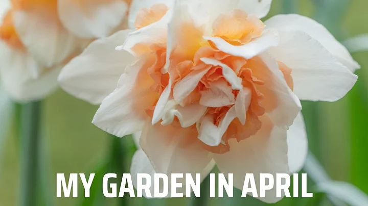 My garden in April | Beautiful combination of daffodils & apricot tulips. Dead heading daffodils - DayDayNews