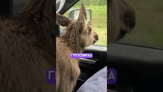 Мужчина спас лося и лишился из-за этого работы 😢