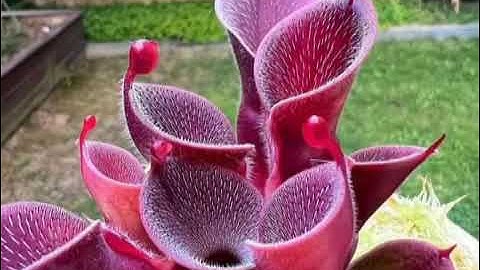 #قراءة للشيخ إبراهيم الاخضر من #سورة البقرة الآيات (75-105)