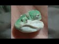 Chameleon Hatches from Egg - Amazing