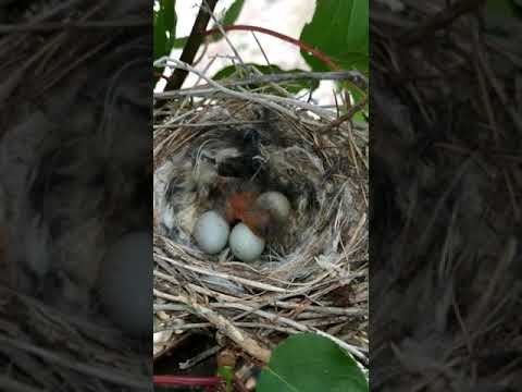 سبحان الله العظيم تفقيس بيض طائر في العش صدفة جميلة طيور