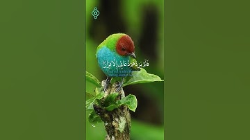 قال ربي إني دعوت قومي ليلًا ونهارًا | تلاوة مؤثرة من سورة نوح بصوت الشيخ صلاح بوخاطر