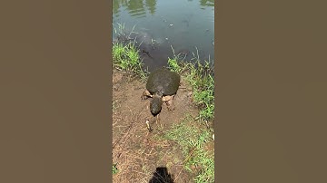 Alligator snapping turtle 🐢😳 #shorts #viral #trending