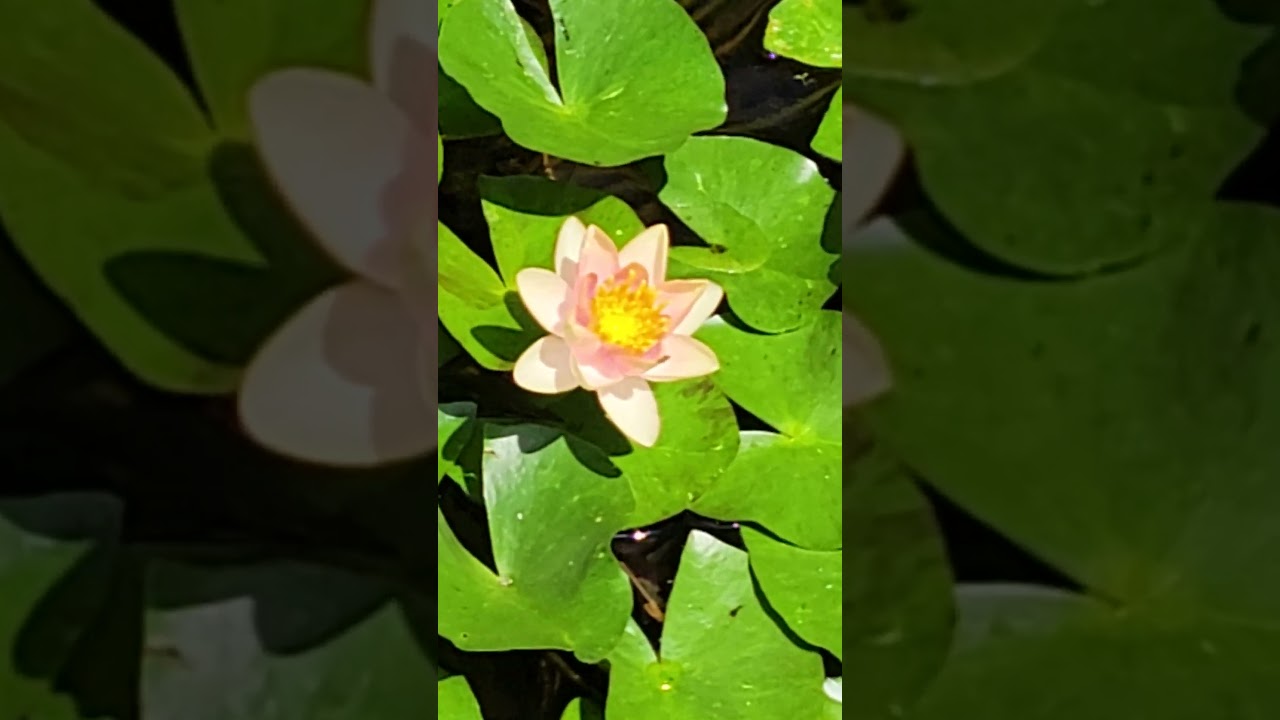 Outdoor Pond Lotus Is Blooming