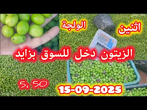 أول سوق في المغرب دخل ليه الزيتون اثنين الولجة القرية تاونات و الثمن بين 4 و 5 50 دراهم