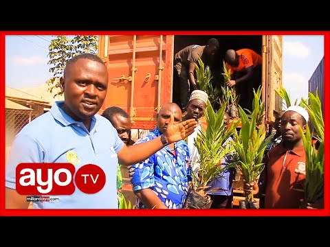 Video: Balsams: Kupanda Mbegu Kwa Miche