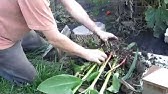 Dividing and Potting Stored Cannas - YouTube