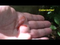 Sangre de drago * Croton lechieri