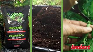 How to Organically Prepare Peat Moss for Container/ Raised Bed