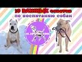 10 ВАЖНЫХ СОВЕТОВ по воспитанию собак | дрессировка собак