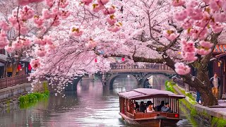 All your worries will disappear if you listen to this music🌸 Relaxing music calms your nerves #38