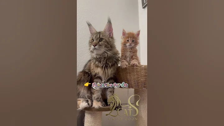Watch the video about The cutest Maine Coon family ever!These kittens will melt your heart 🐾#mainecoon#cutecat#kittenlove