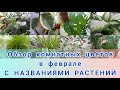 Комнатные неприхотливые растения. Большой обзор цветовода любителя🌷🌵🌺🌸🏵️💮💐🌻🌼#комнатныецветы #обзор