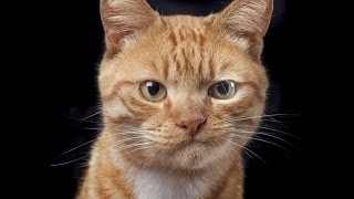 НОВые приколы с котами 2016 / Смешные коты и кошки 2016 / ТОПовые приколы с котами и кошками #2 НОВые приколы с котами 2016 / Смешные коты и кошки 2016 / ТОПовые приколы с котами и кошками #2