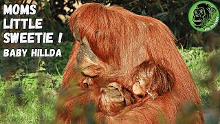 Annoyed Orangutan Mom Pushes Her Little Nephew