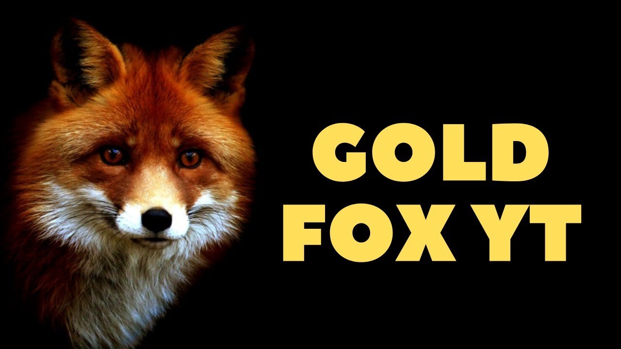 Golden fox. Dakota Gold Fox.