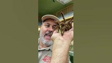 The Biggest Spider on Earth 😱
