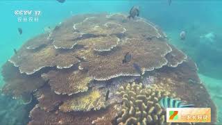 世界海洋日 潜入海底“植树造林” 种下珊瑚来了鱼 | 三农长短说