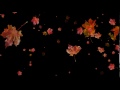 Free Wedding Background Autumn Flowers Fall Alpha