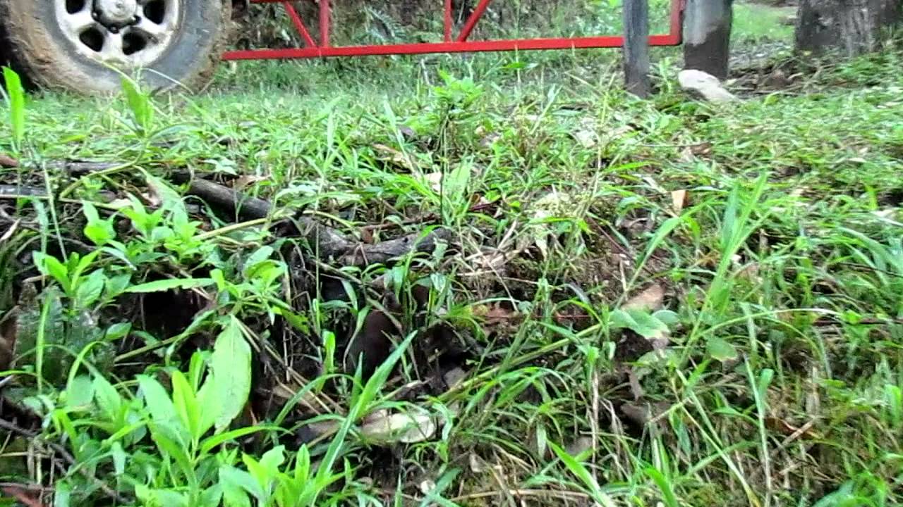 Tiny weasel - Mustela sp. - Quindio, C Andes