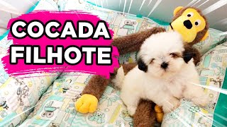 Filhote de Shih Tzu! Brincando, Latindo e Mordendo! Cocada Filhote!