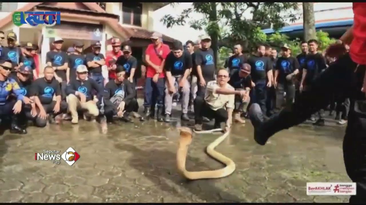 Pawang Asal Yogyakarta Tewas Digigit Ular King Kobra #SeputariNewsPagi 16/02