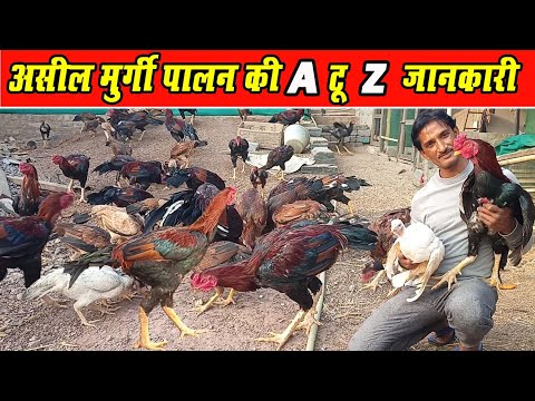 वीडियो: क्या आपके पास अर्बन इल में मुर्गियां हो सकती हैं?