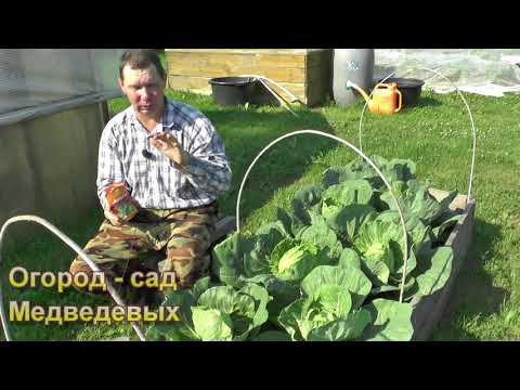 Видео: Защита цветной капусты: как защитить цветную капусту в саду