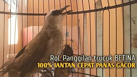 Trucuk BETINA memanggil Jantan Suara Birahi Ngecuplik 100% pancingan trucukan gacor agar BUNYI EMOSI