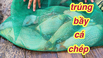 Thương vlog câu cá bè - mồi câu cám huỳnh khoa chuối bơ - trúng ổ chép nữa rồi @Xuanthuong91