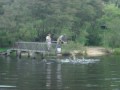 Crocodile feeding