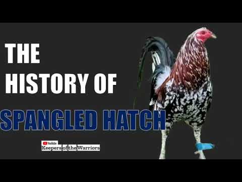 HISTORY OF SPANGLE GAME FOWL☺️