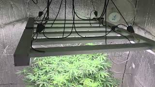 Day 14 flower peanut butter breath by thug pug gentics