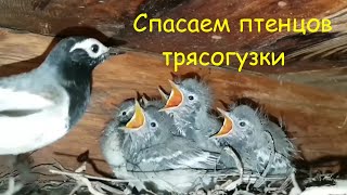 Спасаем птенцов трясогузки от котов