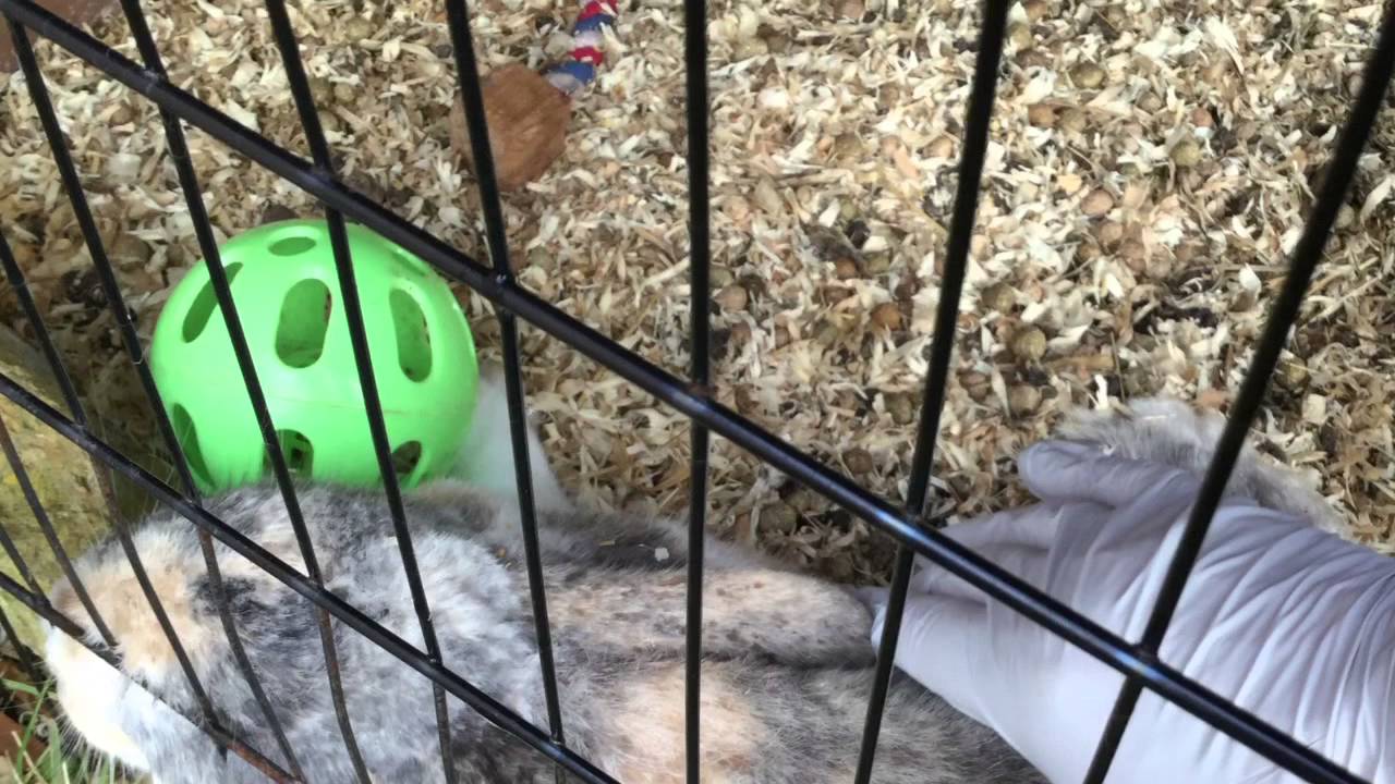 My rabbit died😭😭😭 YouTube