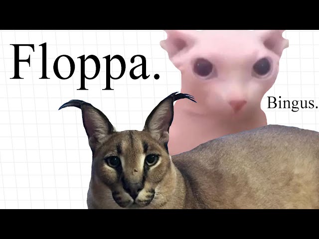 Cursed Cats on X: Floppa is in your walls  / X