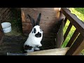 Кролики🐰🐇Цыплята🐔Клубника🍓Моя Дача🏡 Германия