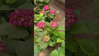 Гортензия Цветет #Цветы #Дача #Сад #Гортензия #Гортензии #Растения #Идеи #Длядачи #Красота