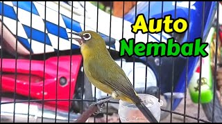 Sekali Pancing Pleci Yang Dengar auto Nyaut