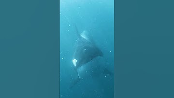 Dive into the Sonic World of Dolphins and Orcas in New Zealand | Passive Acoustic Monitoring