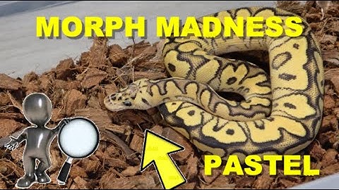 Morph Madness Pastel Ball Python! Crazy Combos