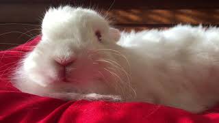 #sweetRabbit#cute#Rabbitvideo #shorts