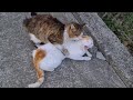 Male Cat wants to be with the Female Cat by force.