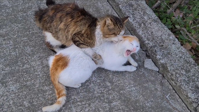 angry-okapi831: cute white cat